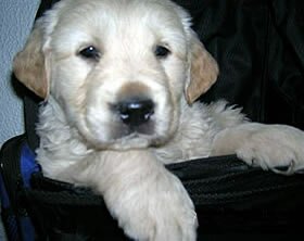 A golden retriever puppy for sale