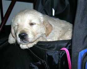 Golden retriever puppy taking a nap